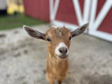 Load image into Gallery viewer, Tranquil Bath&#39;s Honey &amp; Oats Goat&#39;s Milk Soap Slice
